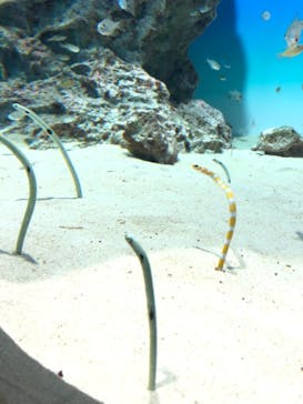 アクアワールド茨城県大洗水族館に投稿された画像（2024/8/23）