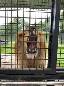 那須サファリパークに投稿された画像（2024/8/23）