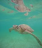 nico 宮古島に投稿された画像（2024/8/23）