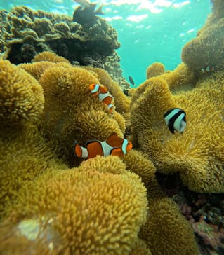 nico 宮古島に投稿された画像（2024/8/23）