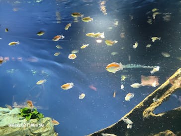 サンシャイン水族館に投稿された画像（2024/8/23）