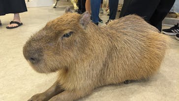 アニタッチみなとみらいに投稿された画像（2024/8/23）