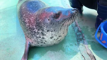 ゼロ距離水族館 伊勢シーパラダイスに投稿された画像（2024/8/23）