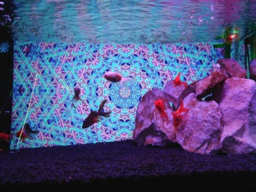 NARA KINGYO MUSEUMに投稿された画像（2024/8/23）