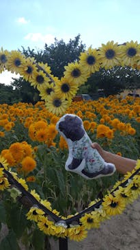 淡路ファームパーク イングランドの丘に投稿された画像（2024/8/23）