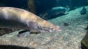 世界淡水魚園水族館　アクア・トトぎふに投稿された画像（2024/8/23）