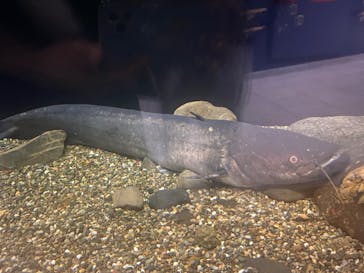 滋賀県立琵琶湖博物館に投稿された画像（2024/8/23）