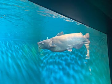 滋賀県立琵琶湖博物館に投稿された画像（2024/8/23）