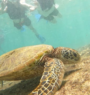 宮古島 ADVENTURE PiPi（ミヤコジマ アドベンチャー ピピ）に投稿された画像（2024/8/23）