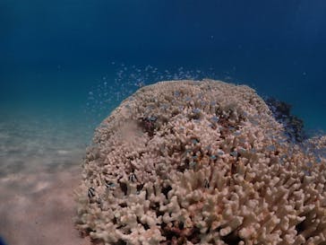 ちゃこたびに投稿された画像（2024/8/23）