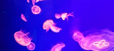 名古屋港水族館に投稿された画像（2024/8/23）