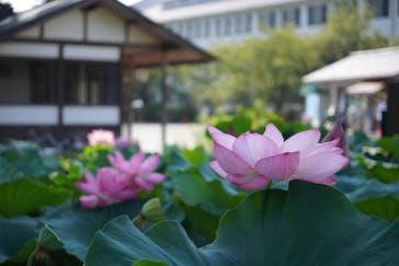 小田原城に投稿された画像（2024/8/23）