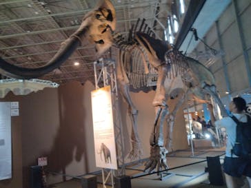 巨大恐竜展2024に投稿された画像（2024/8/23）