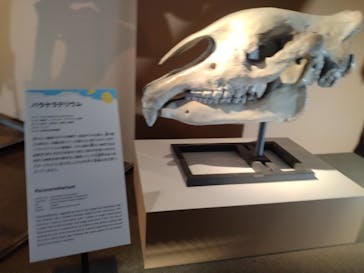 巨大恐竜展2024に投稿された画像（2024/8/23）