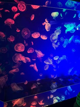 名古屋港水族館に投稿された画像（2024/8/23）