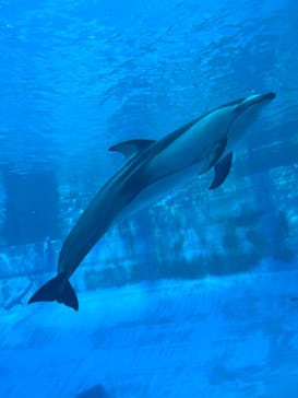 名古屋港水族館に投稿された画像（2024/8/23）