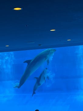 名古屋港水族館に投稿された画像（2024/8/23）