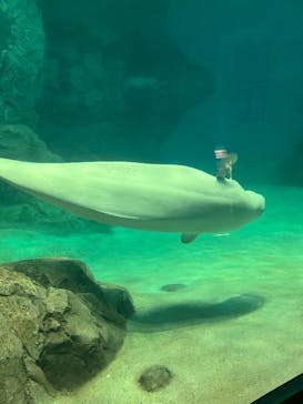 名古屋港水族館に投稿された画像（2024/8/23）