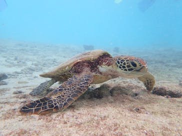 nico 宮古島に投稿された画像（2024/8/21）