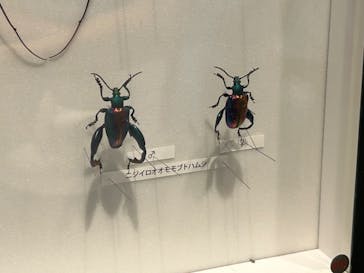 特別展「昆虫 MANIAC」（国立科学博物館）に投稿された画像（2024/8/23）