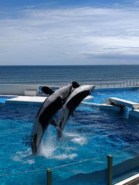 鴨川シーワールドに投稿された画像（2024/8/23）