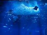 アクアワールド茨城県大洗水族館に投稿された画像（2024/8/24）