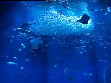 アクアワールド茨城県大洗水族館に投稿された画像（2024/8/23）