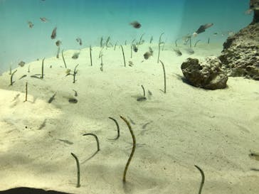 アクアワールド茨城県大洗水族館に投稿された画像（2024/8/23）