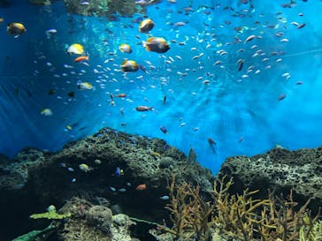 アクアワールド茨城県大洗水族館に投稿された画像（2024/8/23）