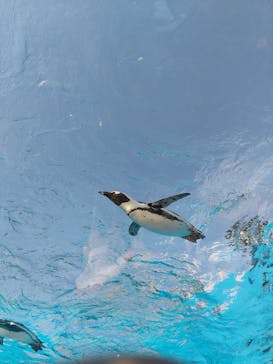 サンシャイン水族館に投稿された画像（2024/8/23）