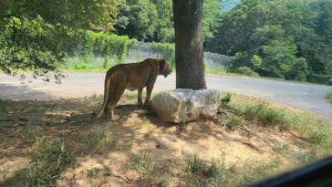 秋吉台自然動物公園 サファリランドに投稿された画像（2024/8/23）