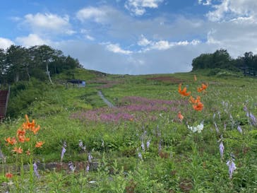 白馬五竜高山植物園に投稿された画像（2024/8/24）