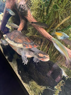 カワスイ 川崎⽔族館に投稿された画像（2024/8/24）