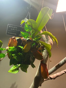 カワスイ 川崎⽔族館に投稿された画像（2024/8/24）