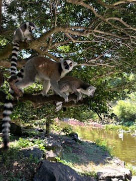 伊豆シャボテン動物公園に投稿された画像（2024/8/24）