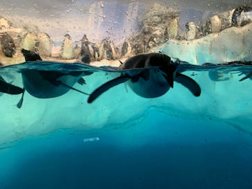 名古屋港水族館に投稿された画像（2024/8/24）