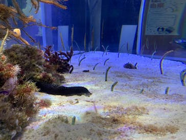 名古屋港水族館に投稿された画像（2024/8/24）