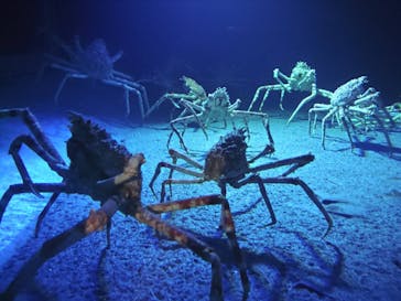 環境水族館アクアマリンふくしまに投稿された画像（2024/8/24）