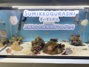 上越市立水族博物館 うみがたりに投稿された画像（2024/8/24）