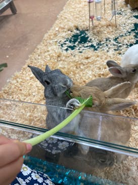 いきもの探検隊上尾に投稿された画像（2024/8/24）