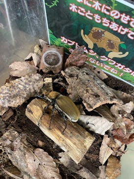 いきもの探検隊上尾に投稿された画像（2024/8/24）