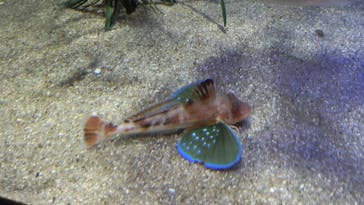 竹島水族館に投稿された画像（2024/8/24）