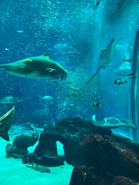 マリンワールド海の中道に投稿された画像（2024/8/24）