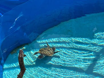 沖縄美ら海水族館に投稿された画像（2024/8/24）