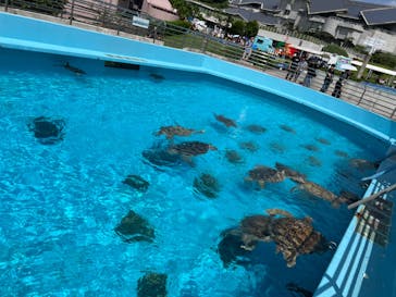 沖縄美ら海水族館に投稿された画像（2024/8/24）