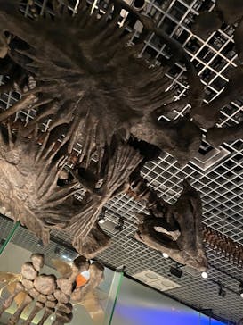 国立科学博物館に投稿された画像（2024/8/24）