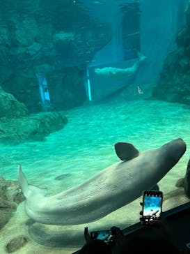 名古屋港水族館に投稿された画像（2024/8/24）