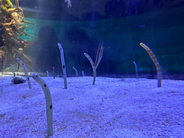 名古屋港水族館に投稿された画像（2024/8/24）