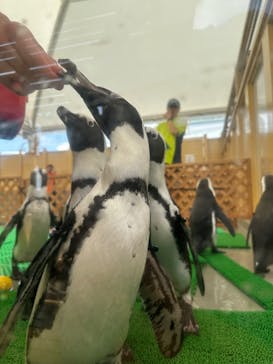 名古屋港水族館に投稿された画像（2024/8/24）