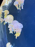 仙台うみの杜水族館に投稿された画像（2024/8/24）